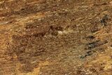 Polished Golden Amphibolite Slab - Western Australia #221671-1